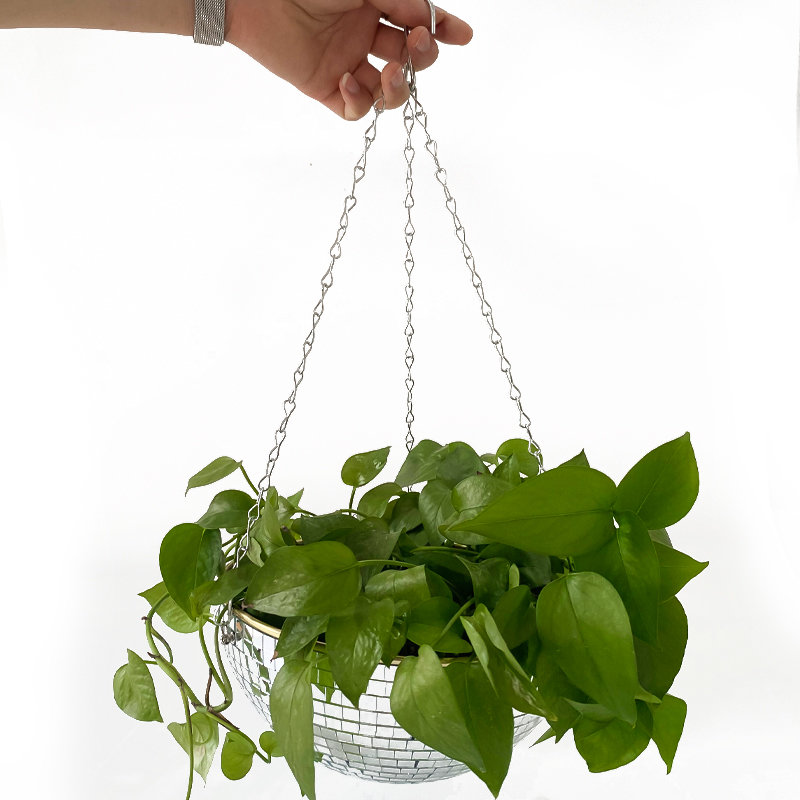Pot de fleurs suspendu en form - Echeveria Succulent avis et prix